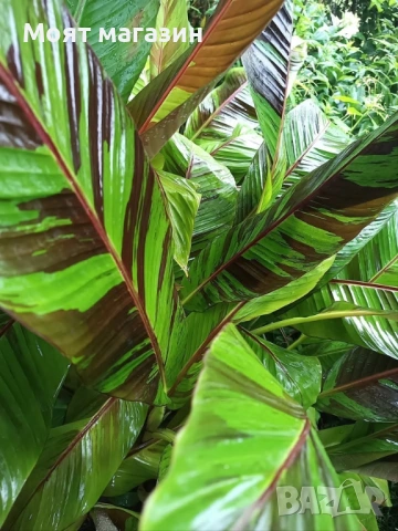 Червен Банан - Декоративен, снимка 3 - Градински цветя и растения - 53650047