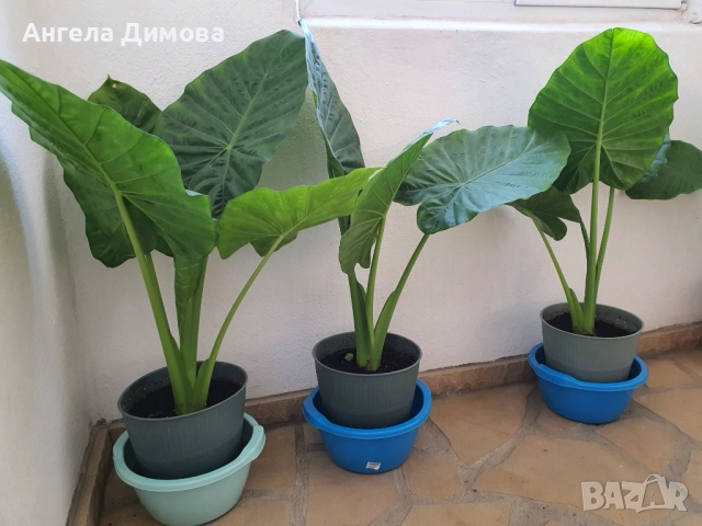 Продавам трилистник-алоказия, снимка 5 - Стайни растения - 52417633