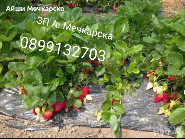 Предлагам пресен разсад ягоди сорт Алба на едро, снимка 7 - Разсади - 48704921