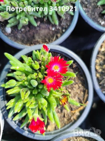 Делосперма 4 цвята, снимка 2 - Градински цветя и растения - 48993391