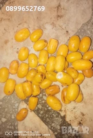 Канарска финикова палма. 