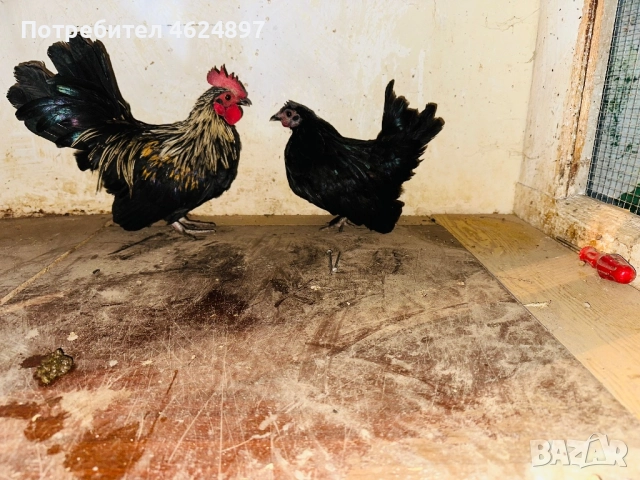 Продавам чифт японски кокошки , снимка 1