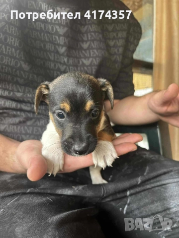 Джак ръсел териер , снимка 3 - Джак ръсел териер - 52822970