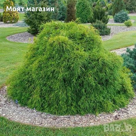 Лъжекипарис - нана