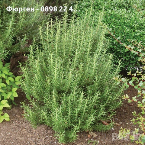 Розмарин, снимка 2 - Разсади - 51410660