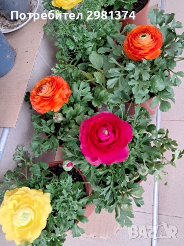 Лютиче, снимка 2 - Сортови семена и луковици - 53602723