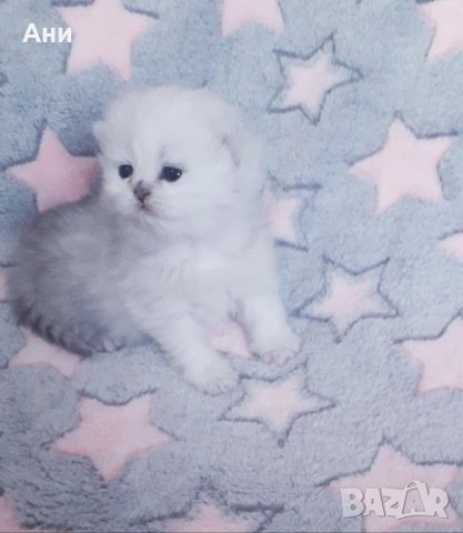 МНОГО,МНОГО СЛАДКИ БЕБЧЕТА, снимка 4 - Британска късокосместа - 54194297