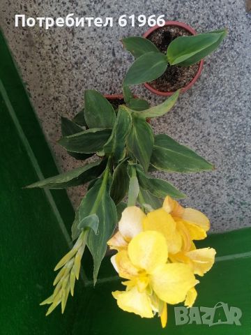 Кана в жълто, Красиви Холандско и българско индришета. , снимка 9 - Стайни растения - 37294670