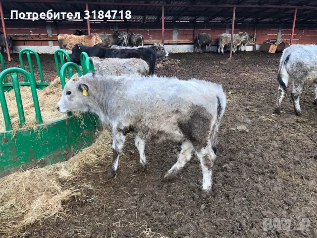 Продавам женски телета Българско сиво говедо(със сертификат), снимка 7 - Крави - 48158814