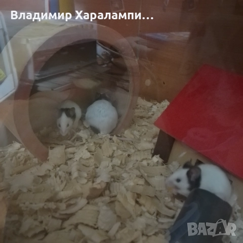 Подарявам китайски мишки панди