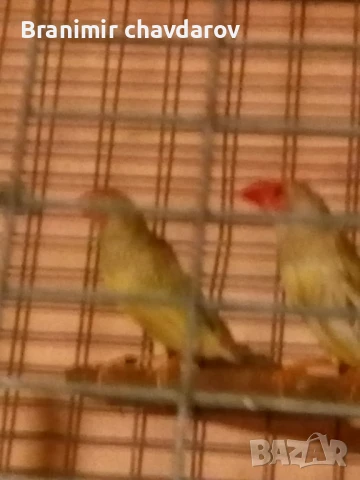 Продавам трастикови  белолики гулдови амадини