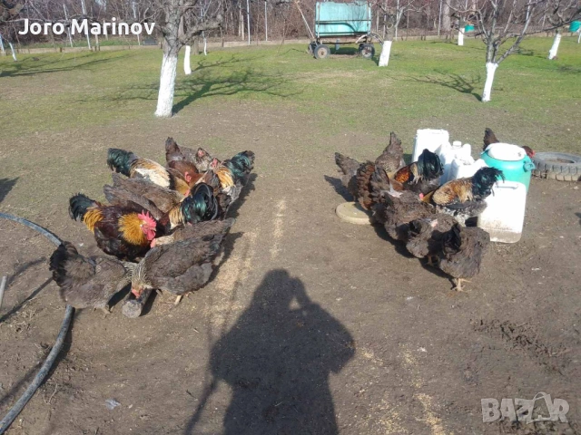 Оплодени яйца от Катунски кокошки, снимка 2 - Кокошки и пуйки - 53743218