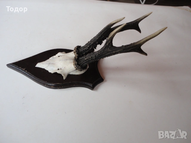 Страхотен ловен трофей рога 16, снимка 3 - Ножове - 54087398