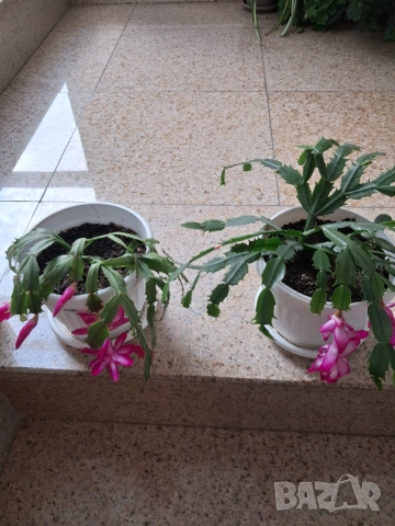 Коледничета - розово/бял цвят, снимка 4 - Стайни растения - 52755025