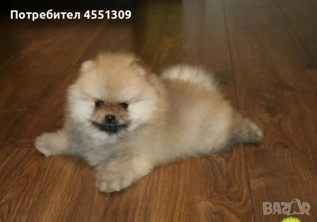 Померан мини , снимка 2 - Померан - 53752637