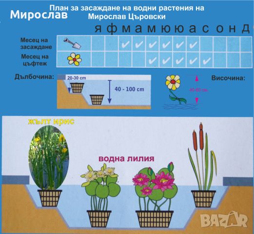 Продавам растения Жълт воден ирис, снимка 12 - Градински цветя и растения - 45382578