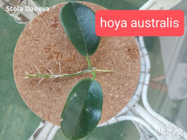 Вкоренен резник хоя аустралис, снимка 1 - Стайни растения - 45597058