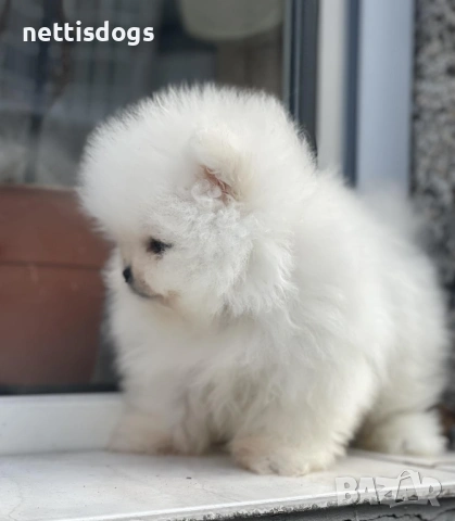 Уникални Мини Померани с родословие, снимка 4 - Померан - 48613576