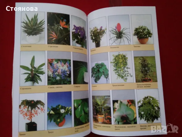 Книги за цветята: "Цветя в градината" Анка Дончева и "400 цветя за дома" , снимка 13 - Специализирана литература - 49783135