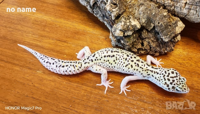 Леопардов гекон (Eublepharis macularius) 