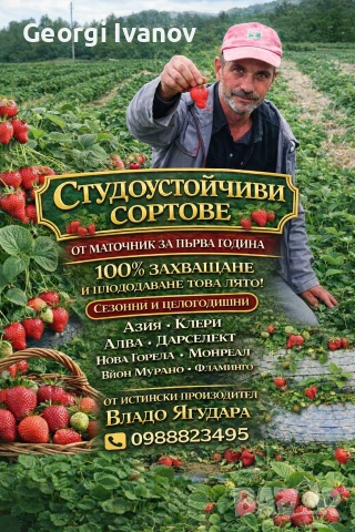 предлагаме разсад ягоди и малини 