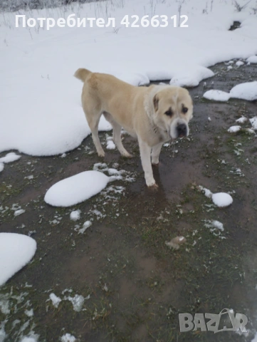 Търси женска Алабайка., снимка 2 - Търси партньор - 53507013