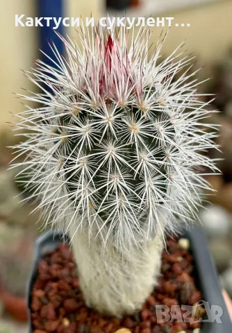 Кактус Echinocereus CANUS, снимка 2 - Градински цветя и растения - 47244649