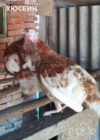СВОБОДНИ ПУЯК И ДВЕ ПУЙКИ РЕД БЪРБЪН, снимка 2 - Кокошки и пуйки - 54226821