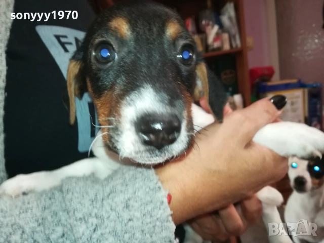 ЖЕНСКО КУТРЕ-ДЖАК РЪСЕЛ НА 40 ДЕНА 2909251558, снимка 6 - Джак ръсел териер - 51879256