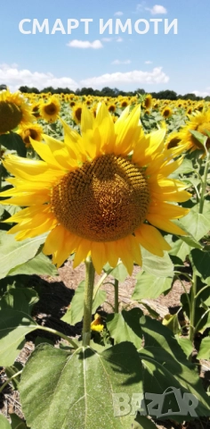 Продава земеделска земя - 41 дка - гр. БАЛЧИК