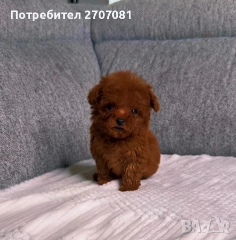 Teacup Пудел, снимка 3 - Пудели - 51360636