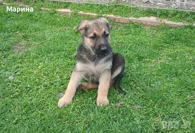 Немски овчарки мъжки и женски, снимка 3 - Немска овчарка - 52669737