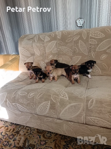 мини чиху пинчер , снимка 14 - Пинчер - 52813031