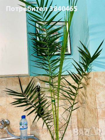 Канарска финикова палма, снимка 2 - Стайни растения - 46366945
