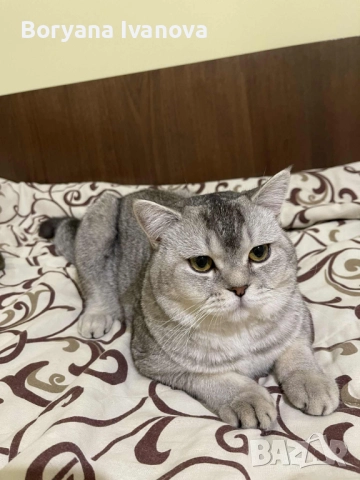 Британски късокосмест котарак търси своята дама, снимка 2 - Британска късокосместа - 51458667