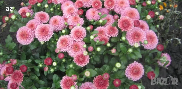 хризантеми, снимка 7 - Стайни растения - 49867028