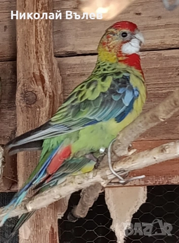 Женска пъстра розела