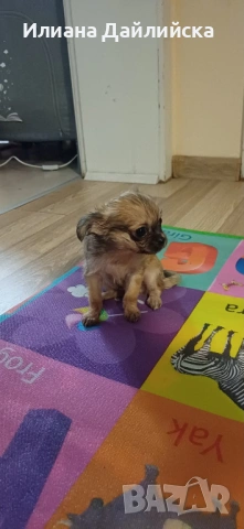 Супер мини чихуахуа, снимка 8 - Чихуахуа - 53387021