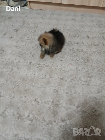 Mini Pomeran, снимка 11 - Померан - 52793701