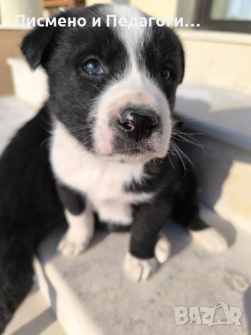 Подаряват се кученца 