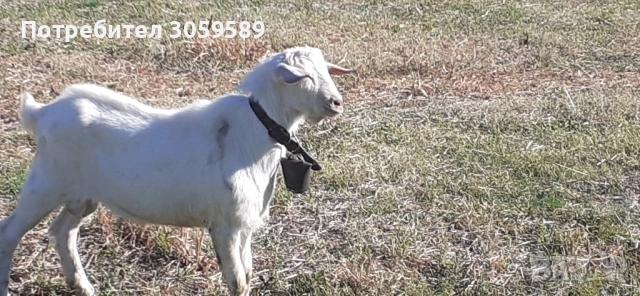 Саански пръч на 1г. Шут кротък 