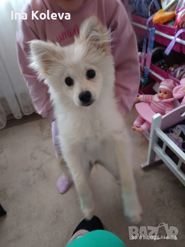 померан -шпиц, снимка 2 - Шпиц - 53286016