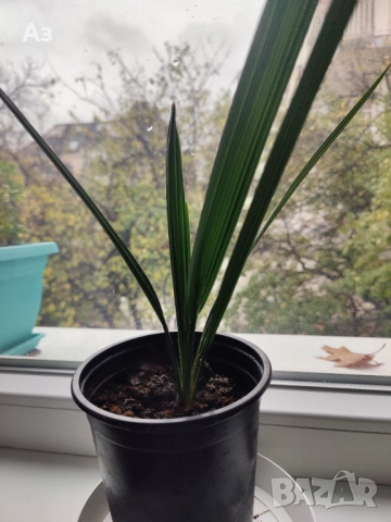 Продавам Финикови палми – 7 броя, малки, снимка 6 - Стайни растения - 52567231