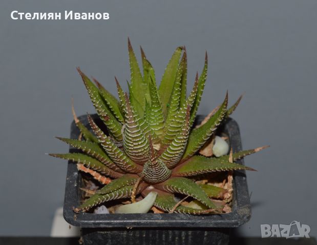 Хавортия, хавортиопсис (Haworthiopsis attenuata (syn.: Haworthia attenuata)), снимка 1 - Стайни растения - 37398374