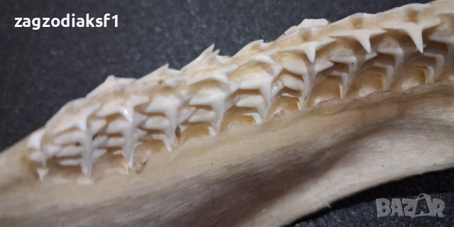 Челюст от "БИЧА АКУЛА" 100% Истинска Челюст 2, снимка 2 - Колекции - 52800215