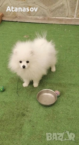 Померан Померанче, снимка 3 - Померан - 53668020