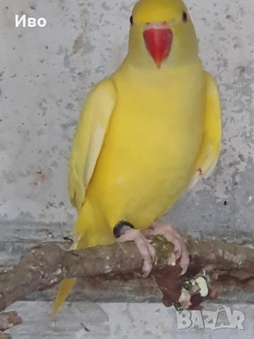 Продавам папагали малък АЛЕКСАНЪР , снимка 6 - Папагали - 53766167