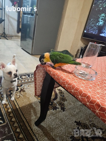 продавам папагал кайка с голяма клетка., снимка 2 - Папагали - 54289411