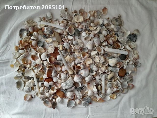 Морски мидички, рапанчета, камъчета, снимка 1 - Други стоки за дома - 45780153