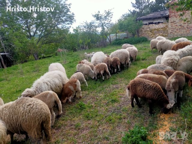 Агнета, снимка 2 - Овце - 45356282